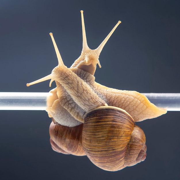 Helix pomatia. les escargots sont suspendus à un tube en plastique. romance et relations dans le règne animal. mollusque et invertébré. délicatesse viande et gastronomie