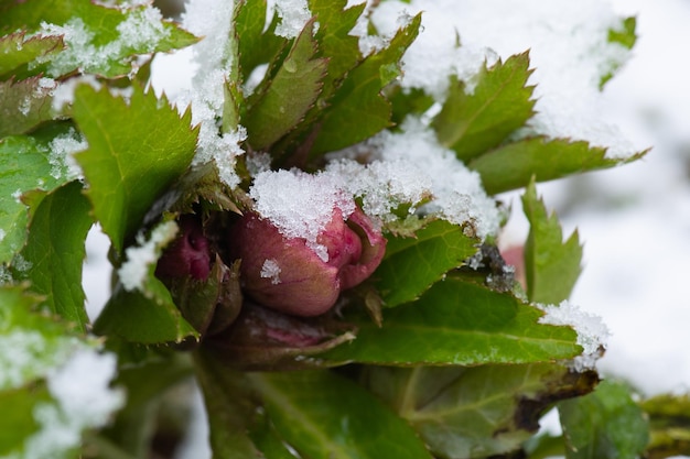 L'hellébore fleurit dans la neige en hiver