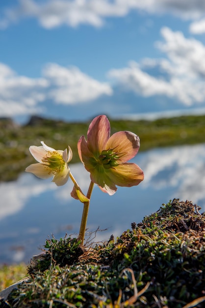 Helleborus fleurissant dans les montagnes