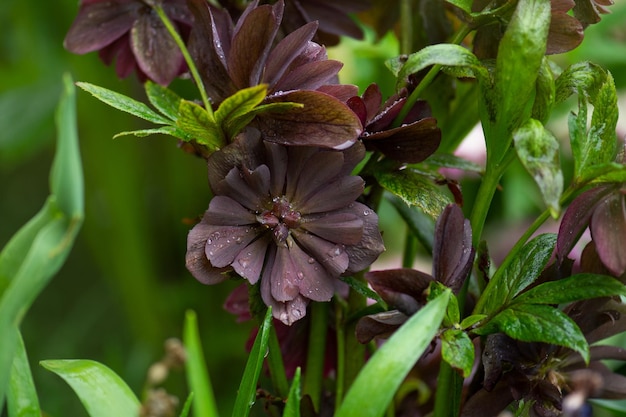 Helleborus hybryde Spring Diamond