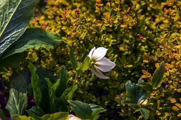 Helleborus niger fleurs avec des pétales blancs brillants printemps