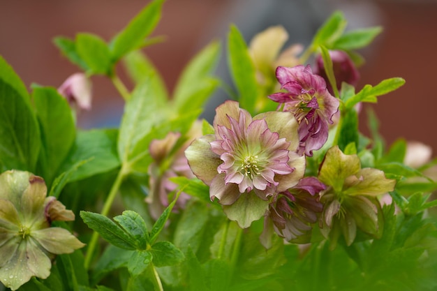 Helleborus Party Dress fleur dans le jardin au printemps Rose de Noël est l'une des premières fleurs de fleurs Hellebores Party Dress plante à fleurs