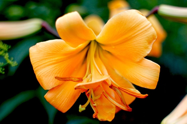 L'hémérocalle, charmante fleur de mon jardin.