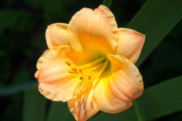 Hémérocalle orange dans le jardin