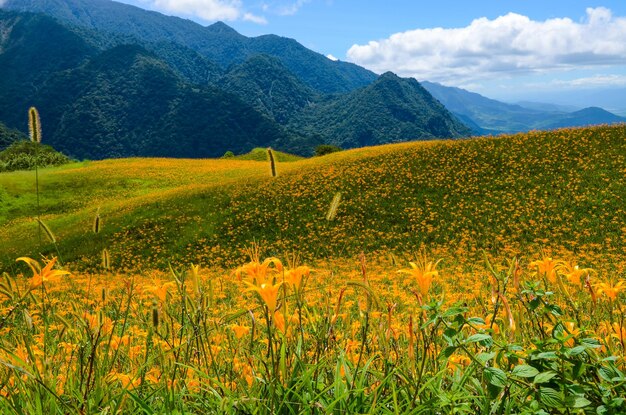 Hemerocallis fulva Hémérocalle Orange L'hémérocalle orange fleur à soixante stone mountain Fuli Hualien Taiwan