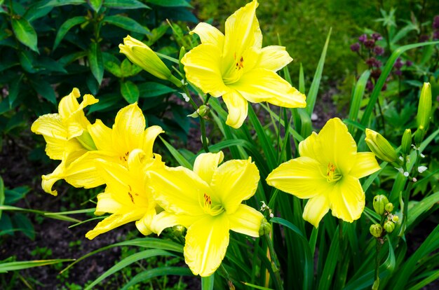 Hemerocallis jaune dans le jardin en soirée. Photo