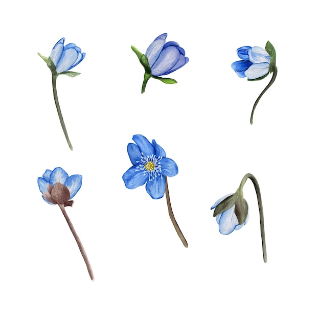 Hepatica bleu printemps fleurs aquarelle set illustration botanique isolé sur fond blanc