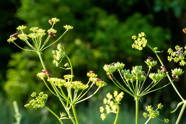 Heracleum sosnowskyi Sosnowskys berce du Caucase têtes géantes de berce laineuse graines une famille de plantes vénéneuses Apiacées sur un pré contre l'herbe avec Graphosoma lineatum