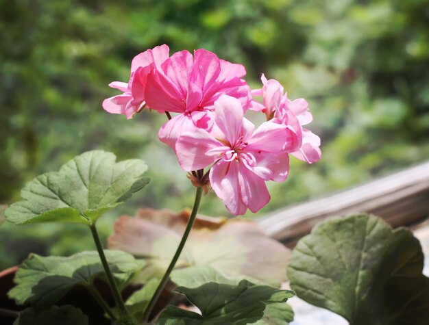 Heranium bloomung fleurs roses se bouchent à l'extérieur