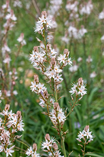 Photo le héraut du printemps asphodelus aestivus