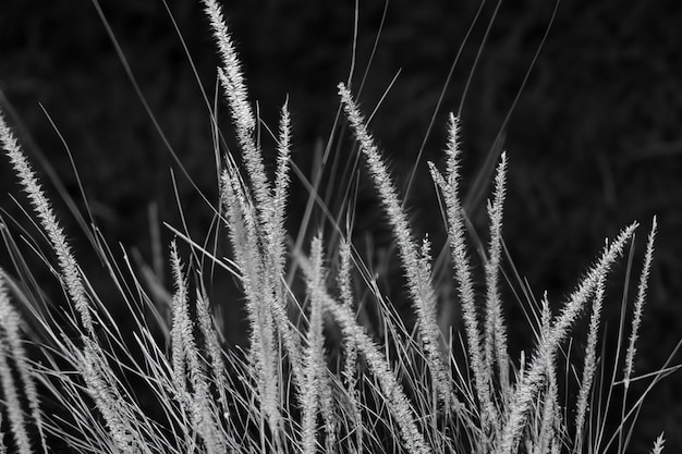 Photo herbe d'automne ondulant dans le fond floral de filtre noir et blanc