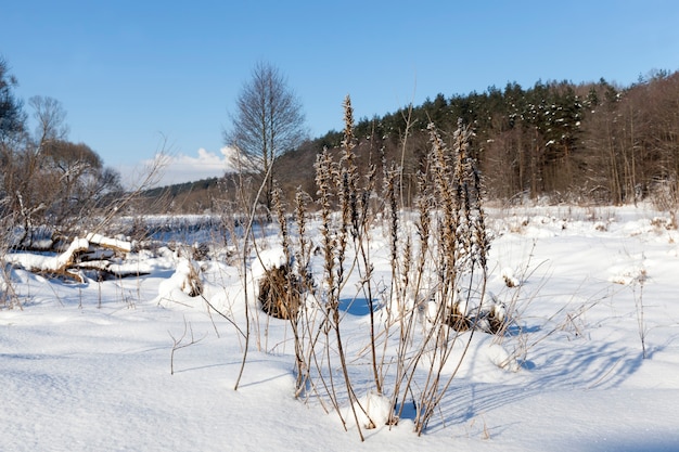Herbe et autres plantes couvertes de neige et de glace en hiver