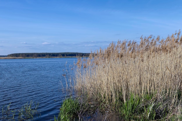 Herbe et autres plantes poussant près de l'eau du lac