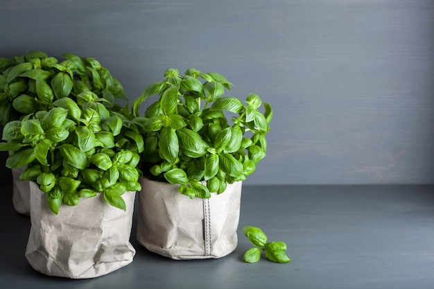 Herbe de basilic frais dans un pot en papier