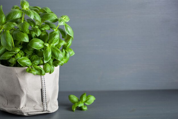 Herbe de basilic frais dans un pot en papier