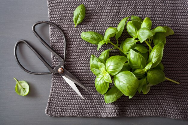 Herbe de basilic frais sur mur gris