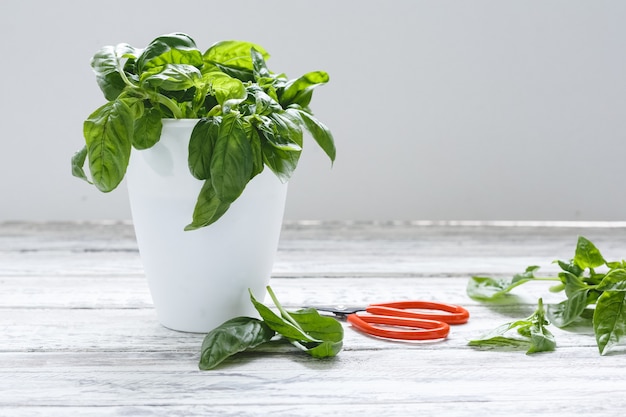 Photo herbe de basilic frais en pot de fleur avec des ciseaux sur le tableau blanc sur fond blanc avec copie espace