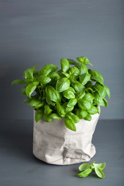 Herbe de basilic frais en pot de papier