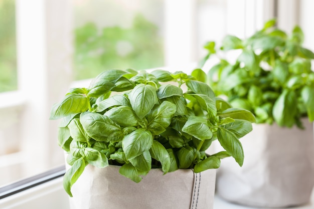 Herbe de basilic frais en pot de sac en papier