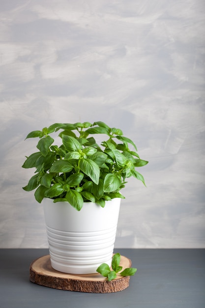 Photo herbe de basilic frais en pot