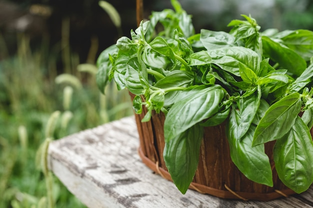 Herbe De Basilic Frais Poussant Dans Une Caisse En Bois Rustique à L'extérieur Dans Le Jardin Pour Une Utilisation En Cuisine Ou En Médecine Alternative