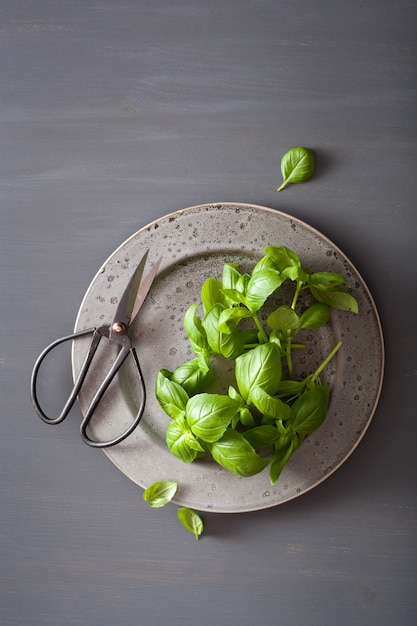 Herbe de basilic frais sur table grise