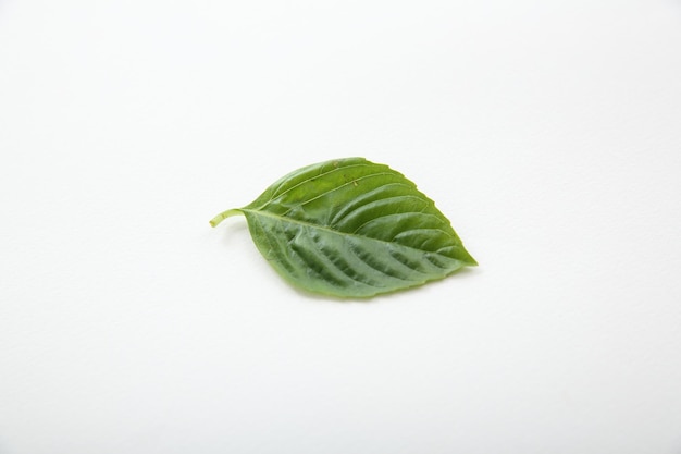 Herbe de basilic isolé en fond blanc