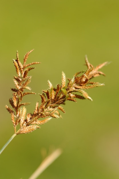 Herbe avec de belles fleurs