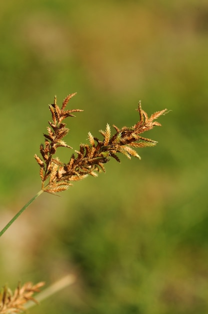 Herbe avec de belles fleurs