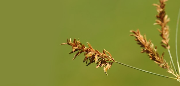 Herbe avec de belles fleurs