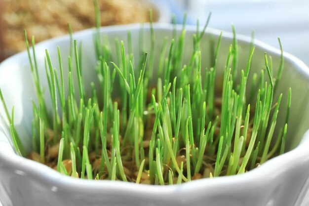 L'herbe de blé vert poussant dans un bol libre