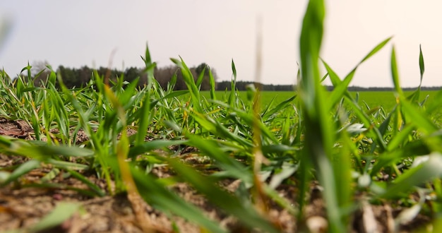 herbe de blé verte par temps venteux