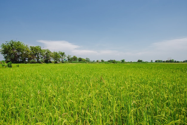 Herbe bleue des prairies vertes à la ferme Nuages ciel arrière-plans nuageux