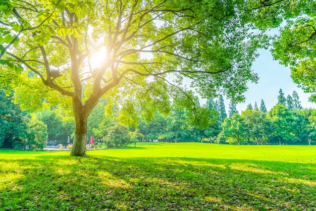 Herbe et bois verts dans le parc