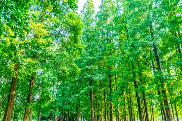 Herbe et bois verts dans le parc