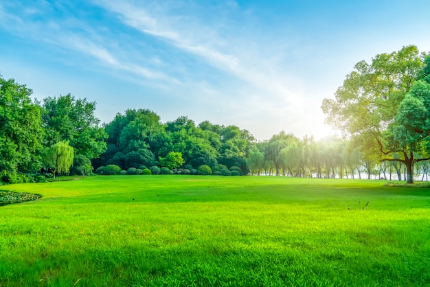 Photo herbe et bois verts dans le parc