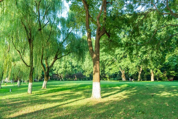 Herbe et bois verts dans le parc