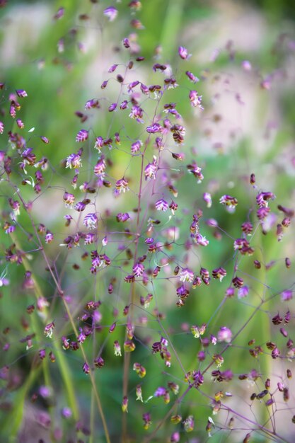 Photo l'herbe de briza est une herbe mignonne.