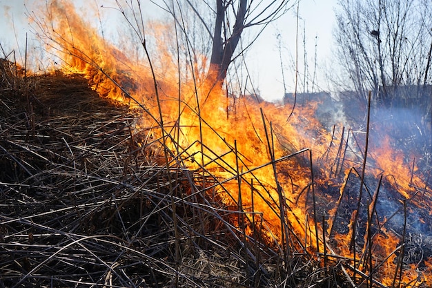 L'herbe brûle, détruisant tout sur son passage