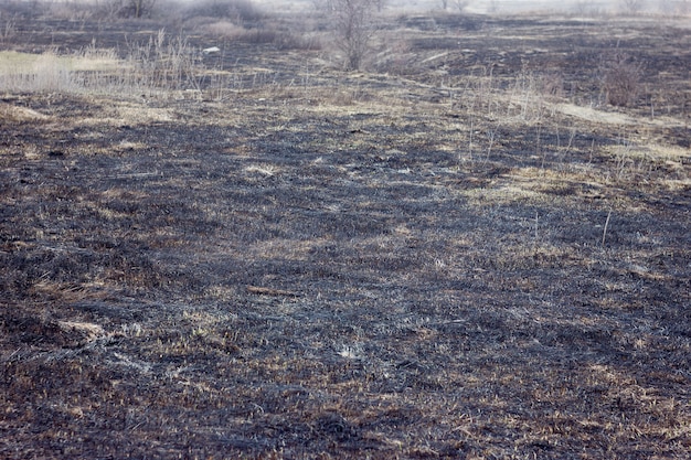 Herbe brûlée au printemps