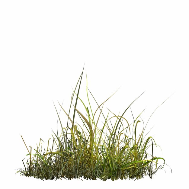 herbe de champ sauvage, isolée sur fond blanc, illustration 3D, rendu cg