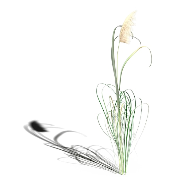 Herbe de champ sauvage avec une ombre en dessous, isolée sur fond blanc, illustration 3D, rendu cg