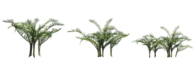 Herbe de champ sauvage avec une ombre en dessous, isolée sur fond blanc, illustration 3D, rendu cg