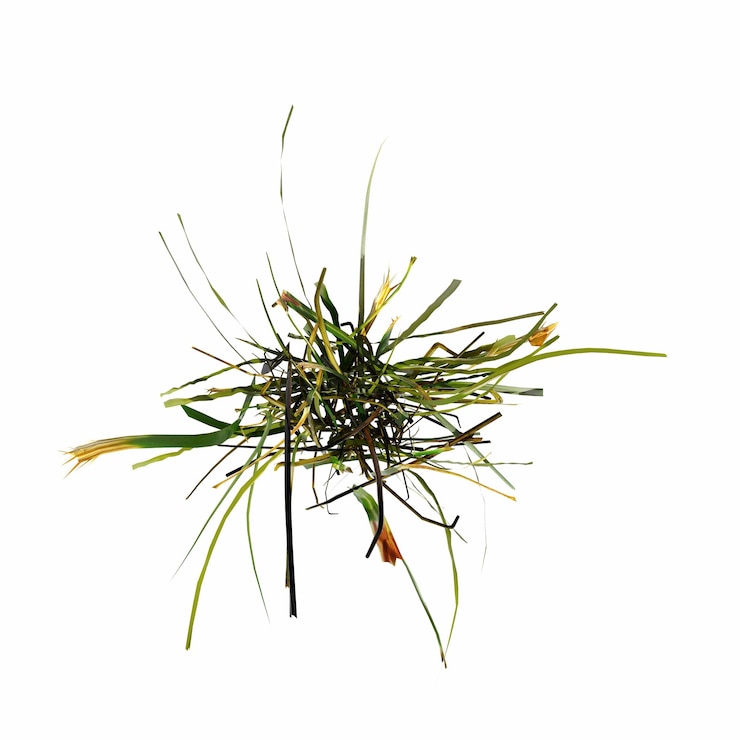 Photo herbe de champ sauvage, vue de dessus, isolée sur fond blanc, illustration 3d, rendu cg
