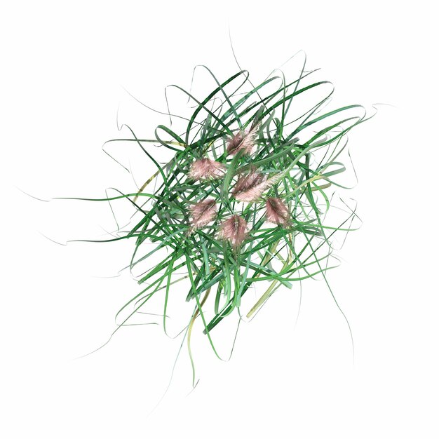 herbe de champ sauvage, vue de dessus, isolée sur fond blanc, illustration 3D, rendu cg