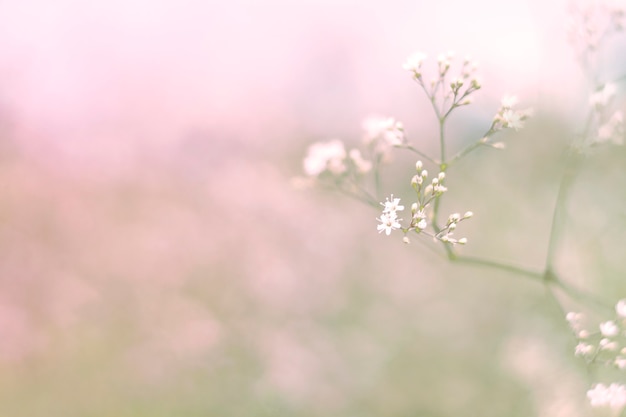 Photo herbe des champs sur un fond aux tons doux. flou artistique