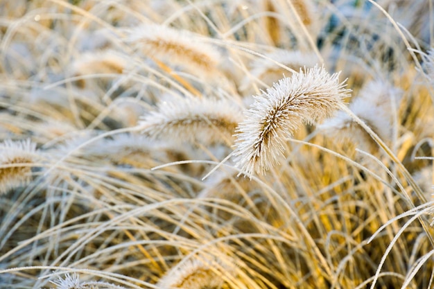 Herbe chinoise de fontaine ou herbe de marais pendant la saison d'hiver