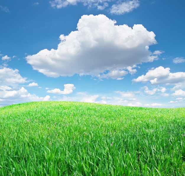 Herbe et ciel bleu profond