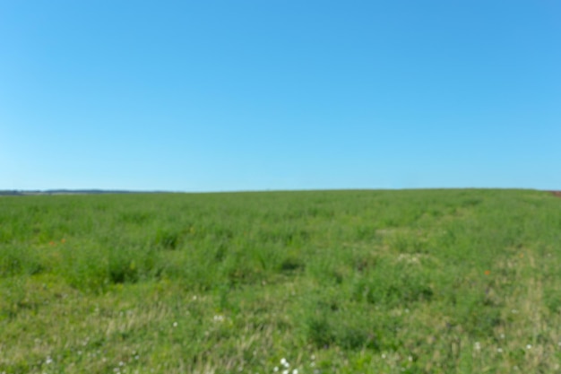 Herbe et ciel bleu