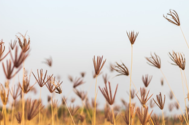 Herbe et ciel gris en soirée